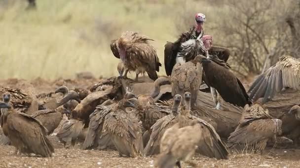 Scavenging vultures on a dead elephant — Stock Video