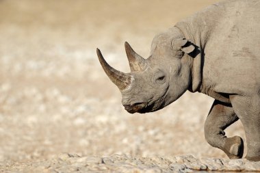Black rhinoceros portrait clipart