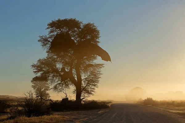 非洲日出与剪影树 — 图库照片