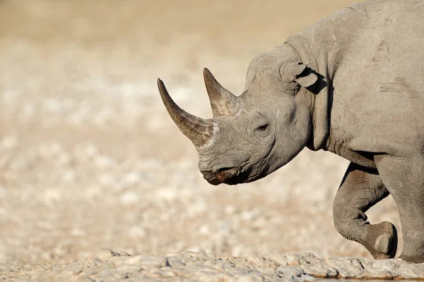 Portrait rhinocéros noir — Photo