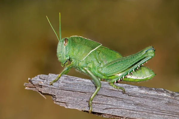 Garden locust on branch — Stock Photo, Image