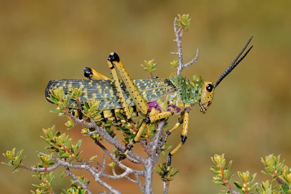 Süt kardeş locust tesisi — Stok fotoğraf