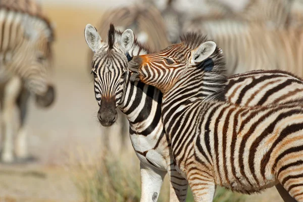 Cebras de las llanuras - Parque Nacional Etosha — Foto de Stock