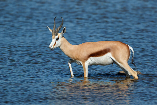 Антилопа Спрингбок ходит в воде
