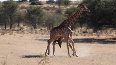 Zürafa boğa mücadele