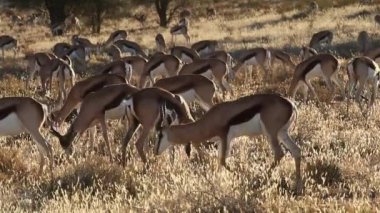 Springbok antilop sürüsü