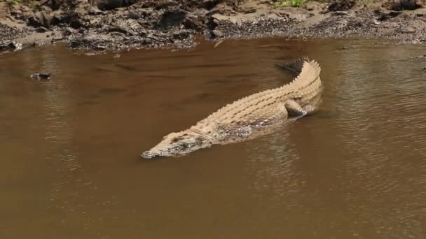 Krokodyl nilowy olbrzymiego — Wideo stockowe