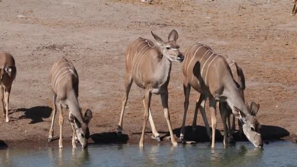 Kudu antílopes água potável — Vídeo de Stock