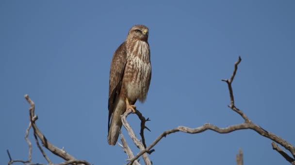 Steppe buzzard in a tree — Stock Video