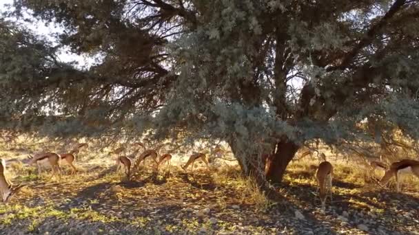 Springbok antelopes in late afternoon light — Stock Video