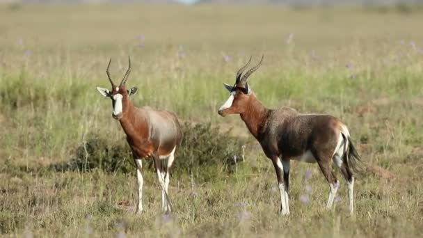 Blesbok antelopes in grassland — Stock Video