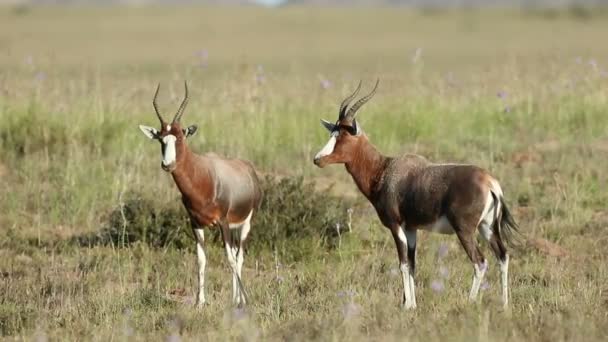 Antílopes de Blesbok em pastagens — Vídeo de Stock