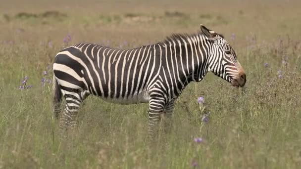 Grazing Cape zebra montanha — Vídeo de Stock
