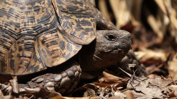 Λεοπάρδαλη χελώνα peeking από κέλυφος — Αρχείο Βίντεο