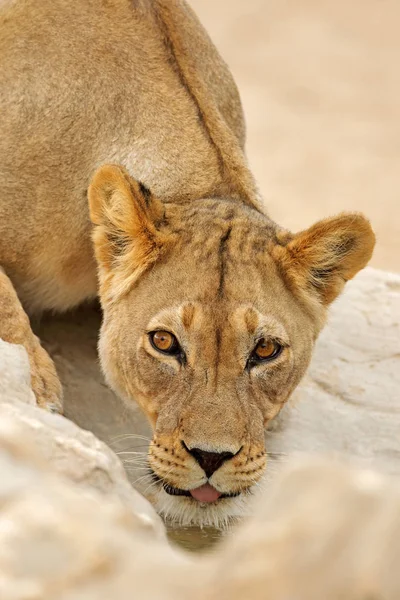 Retrato da leoa africana — Fotografia de Stock