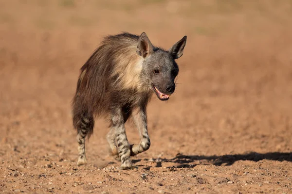 Bruine hyena wandelen — Stockfoto