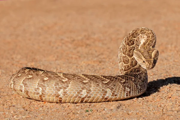 防御毒蛇 — 图库照片