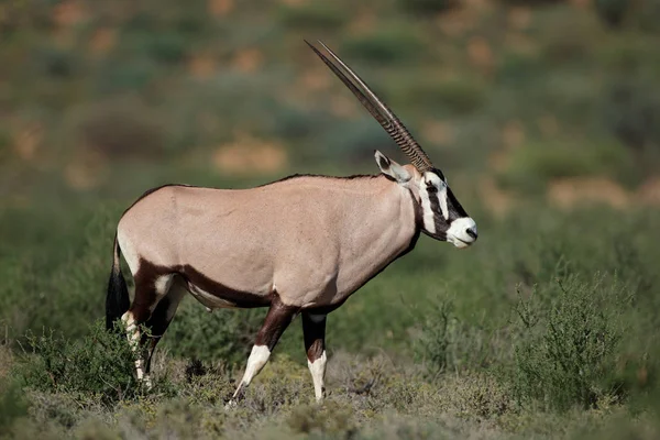 Gemsbok antelope in natuurlijke habitat — Stockfoto