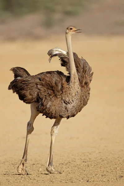 Жіночий страуси в природному середовищі проживання — стокове фото