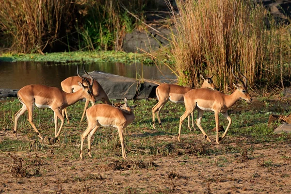 Impala antilop besättning — Stockfoto