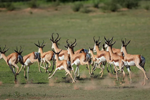 Correr antílopes springbok — Foto de Stock