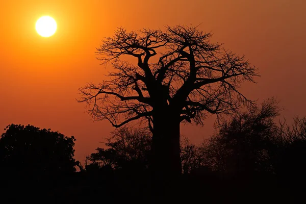 Pôr do sol - Parque Nacional Kruger — Fotografia de Stock