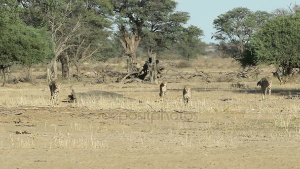 Alert Cheetahs - pustyni Kalahari — Wideo stockowe