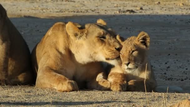Львица с детенышем — стоковое видео