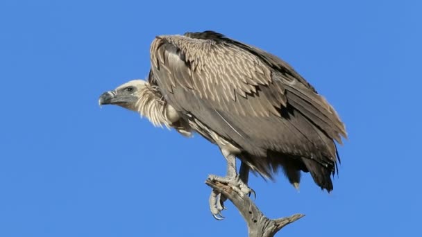 White-backed vulture on a branch — Stock Video