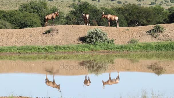 Red hartebeest antilopen bij een waterput — Stockvideo