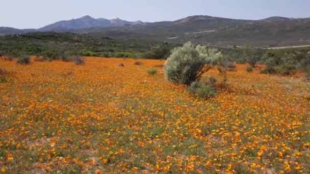 Paisagem de flores selvagens - África do Sul — Vídeo de Stock