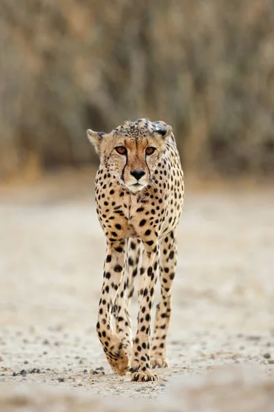 Alert Cheetah promenader — Stockfoto