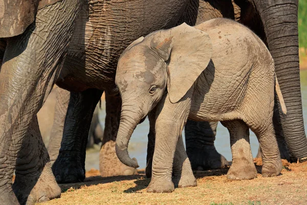 Bebé elefante africano —  Fotos de Stock