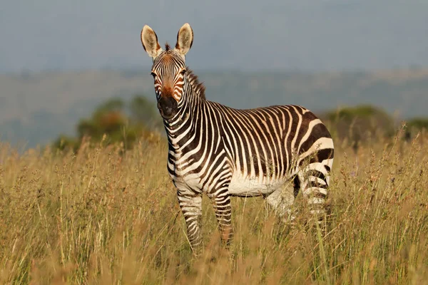 Kaapse bergzebra in grasland — Stockfoto