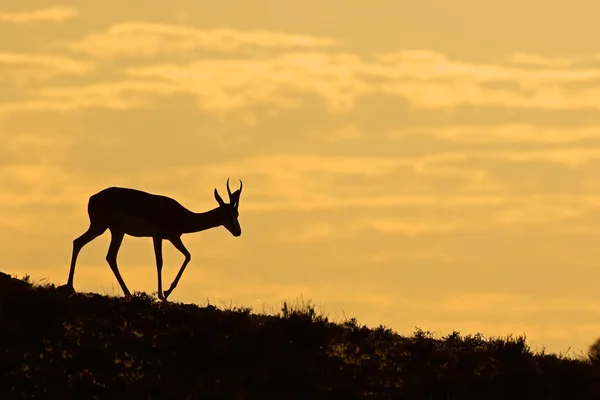 Sílhueta de antílope Springbok — Fotografia de Stock