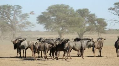 toz mavi wildebeest