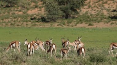 Springbok antilop doğal ortamlarında 