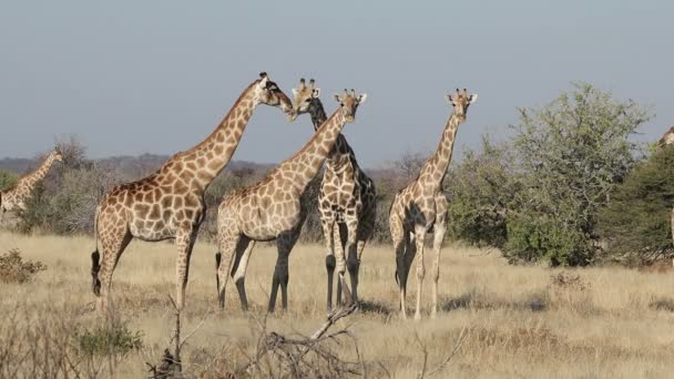 Girafas no habitat natural — Vídeo de Stock