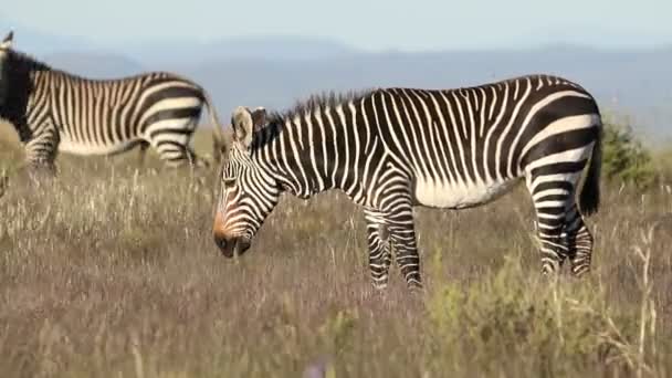 Grazing Cape zebra montanha — Vídeo de Stock