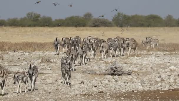 Cebras de llanura caminando - Etosha — Vídeos de Stock