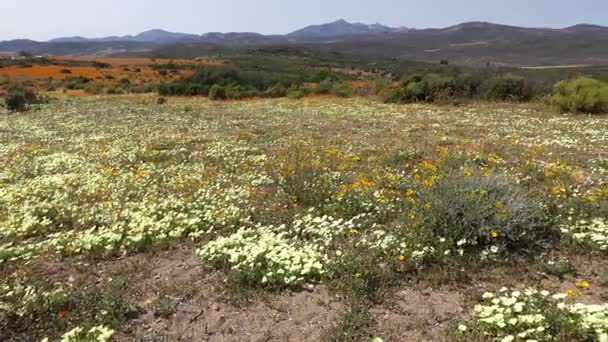 Vilda blommor landskap - Sydafrika — Stockvideo