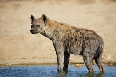Spotted hyena in water clipart