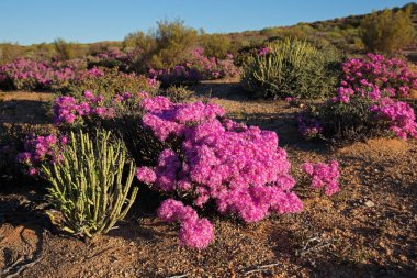 Kır çiçekleri - Güney Afrika