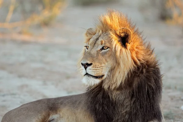 Afrikanska lejon stående — Stockfoto