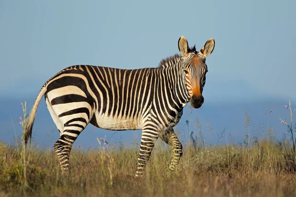 Cape horská zebra v louky a pastviny — Stock fotografie