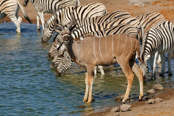 Antilope du Kudu et zèbres dans un trou d'eau — Photo