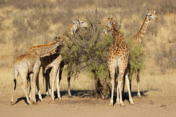 Žirafy, krmení na stromě — Stock fotografie