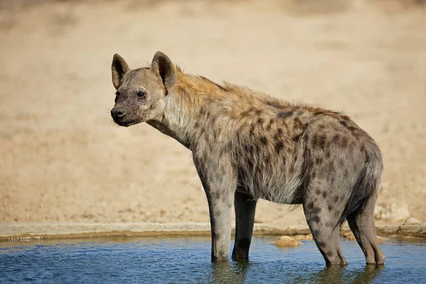 Gefleckte Hyäne im Wasser — Stockfoto