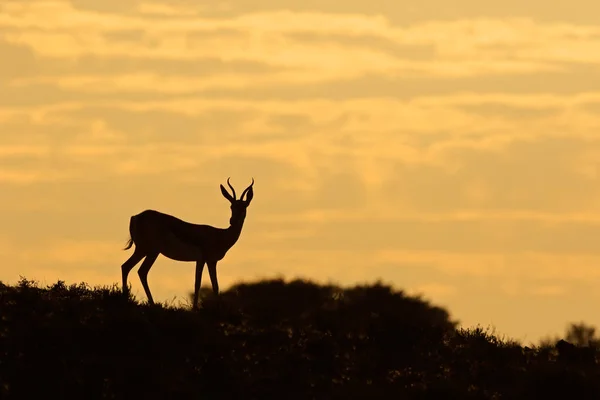 Silueta de antílope Springbok — Foto de Stock