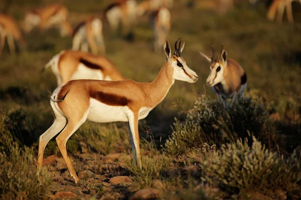 Antylopy Springbok w naturalnym środowisku — Zdjęcie stockowe